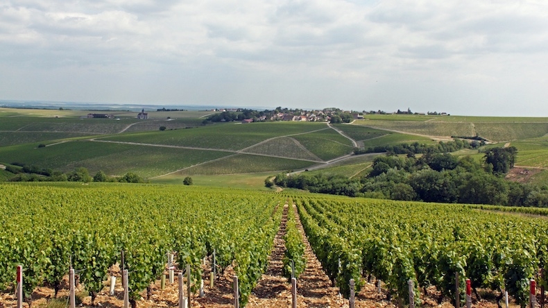 Why White Burgundy is the World's Most Versatile Wine | Plate